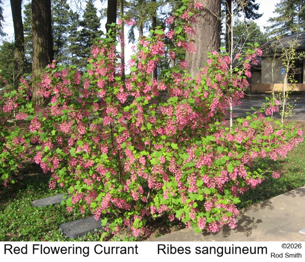 Red Flowering Currant
