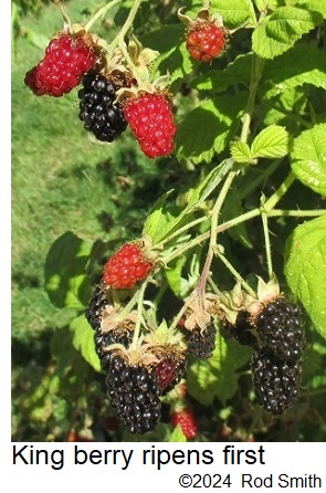 King Berry