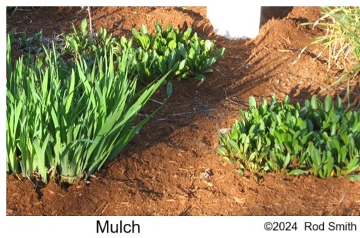 Mulch