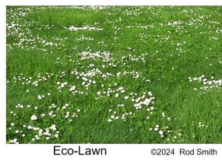 Eco-Lawn