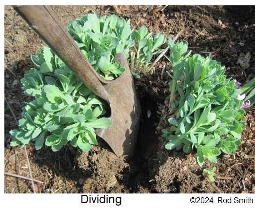 Dividing