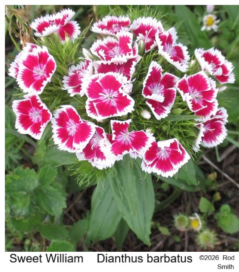 Sweet William