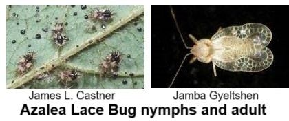 Azalea Lace Bug nymphs and adults