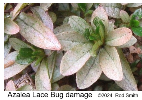 Azalea Lace Bud Damage