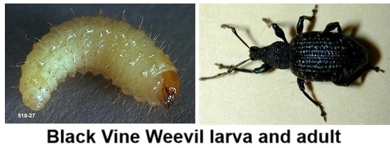 Root Weevil