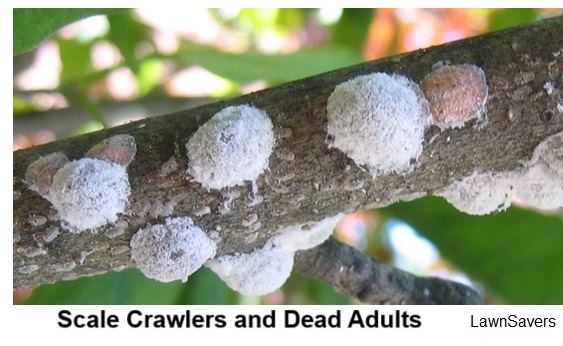 Scale Crawlers