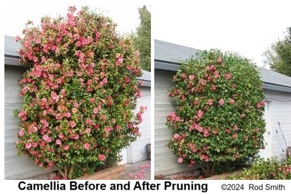 Camellia before and after