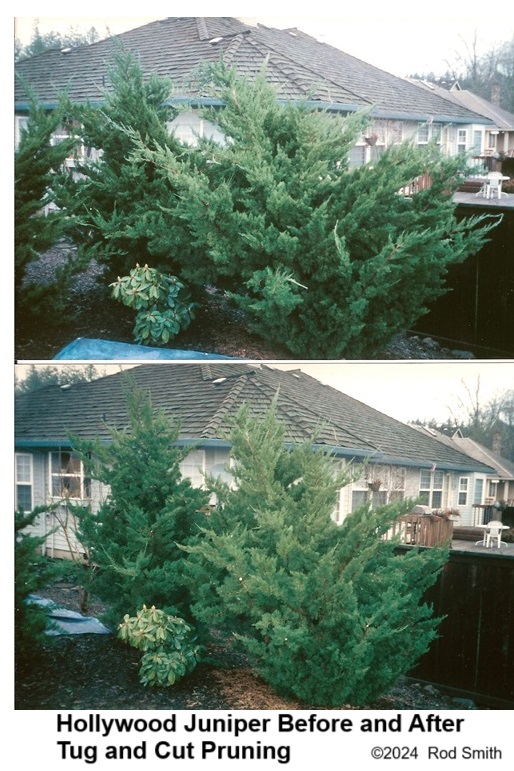 Hollywood Junipers before and after