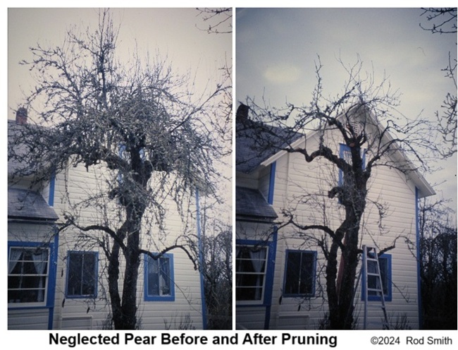 Neglected Pear before and after