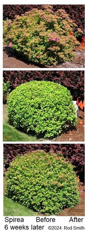 Spirea Before and After Shearing and 6 Weeks Later
