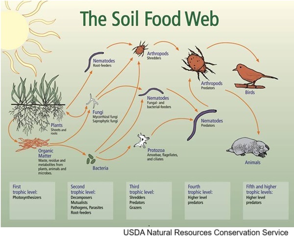 Soil Food Web