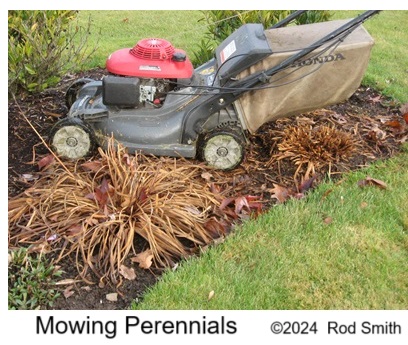 Mowing and Mulching Perennials